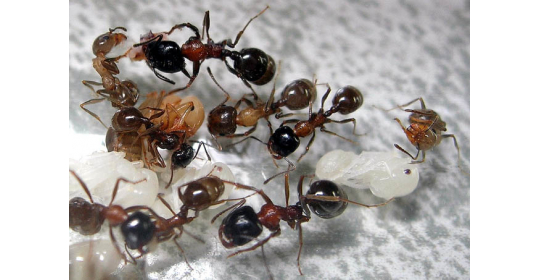 Messor denticulatus – простые в уходе красногрудые красавцы