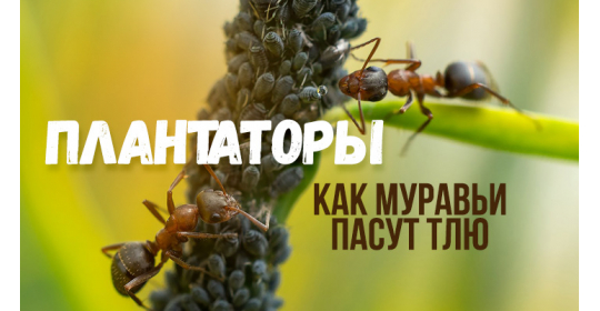 Ковбои с мандибулами — муравьи и тля